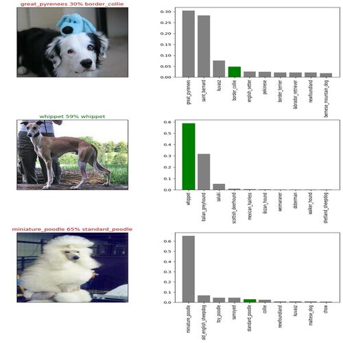 Dog vision